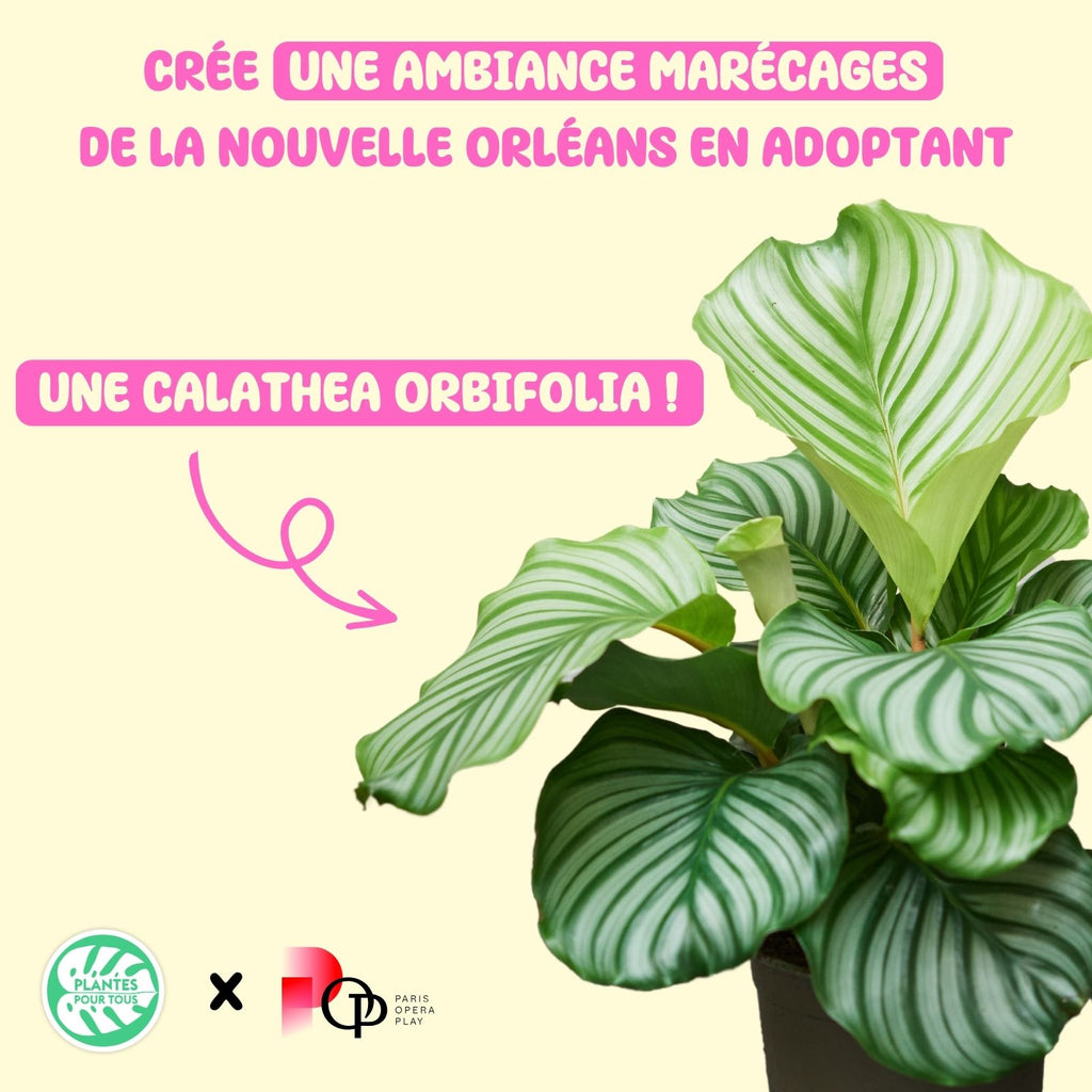 Les Calathea orbifolia, généreuse dans ses formes et ses couleurs !