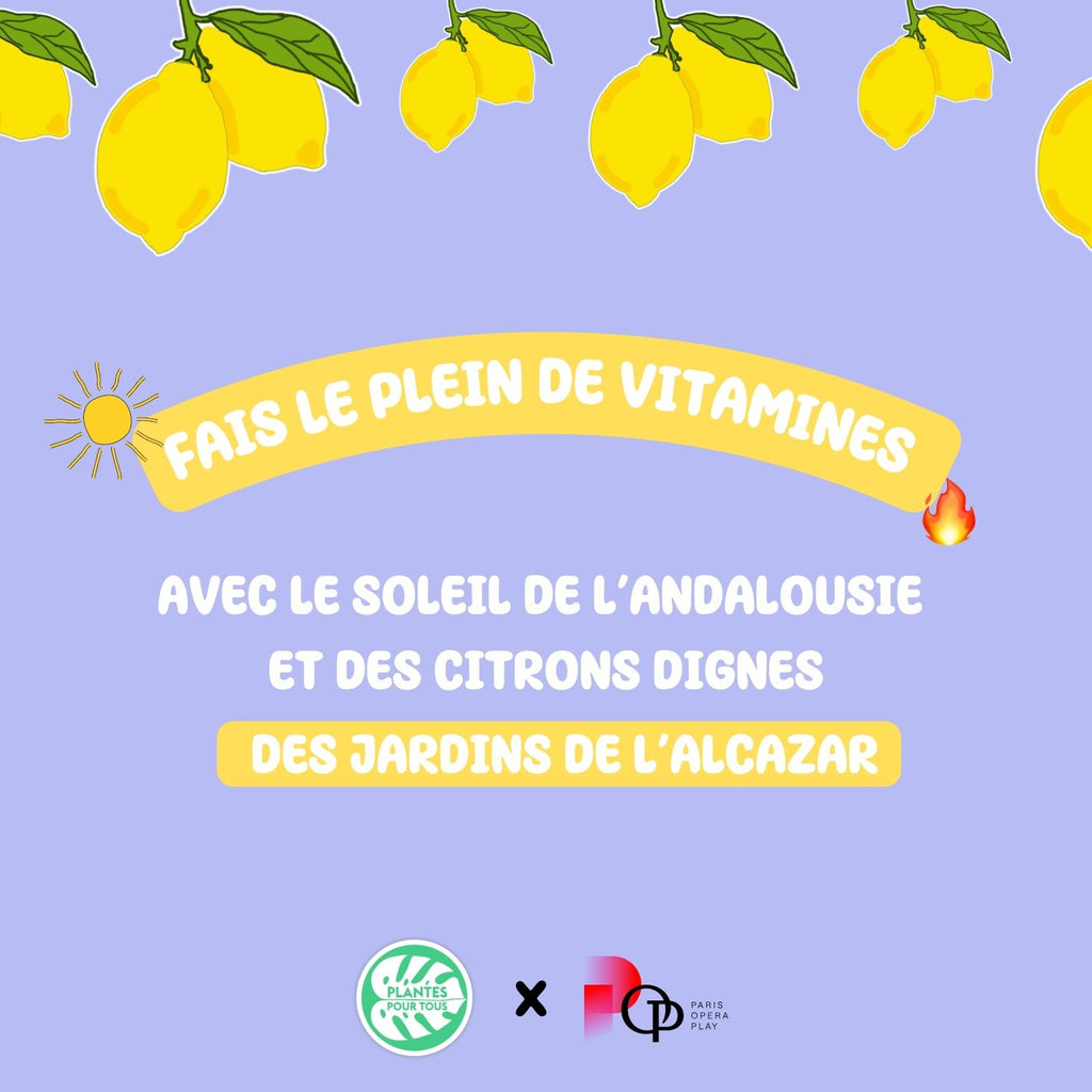 Les (multiples) vertus du citron 🍋