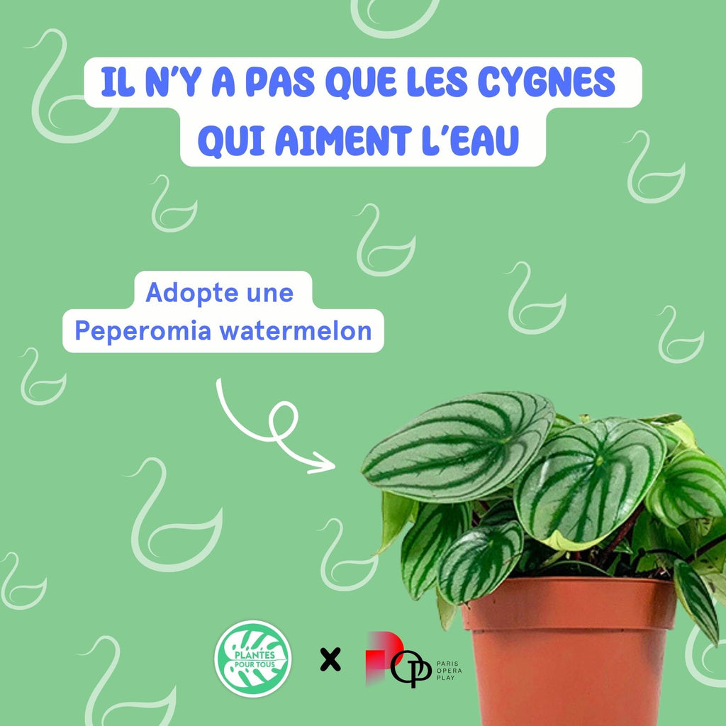 Tout savoir sur la plante pastèque 🍉