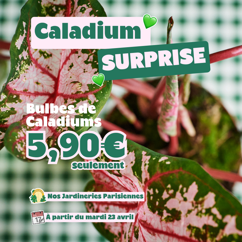 😱 NOS CALADIUMS SONT DE RETOUR 😱