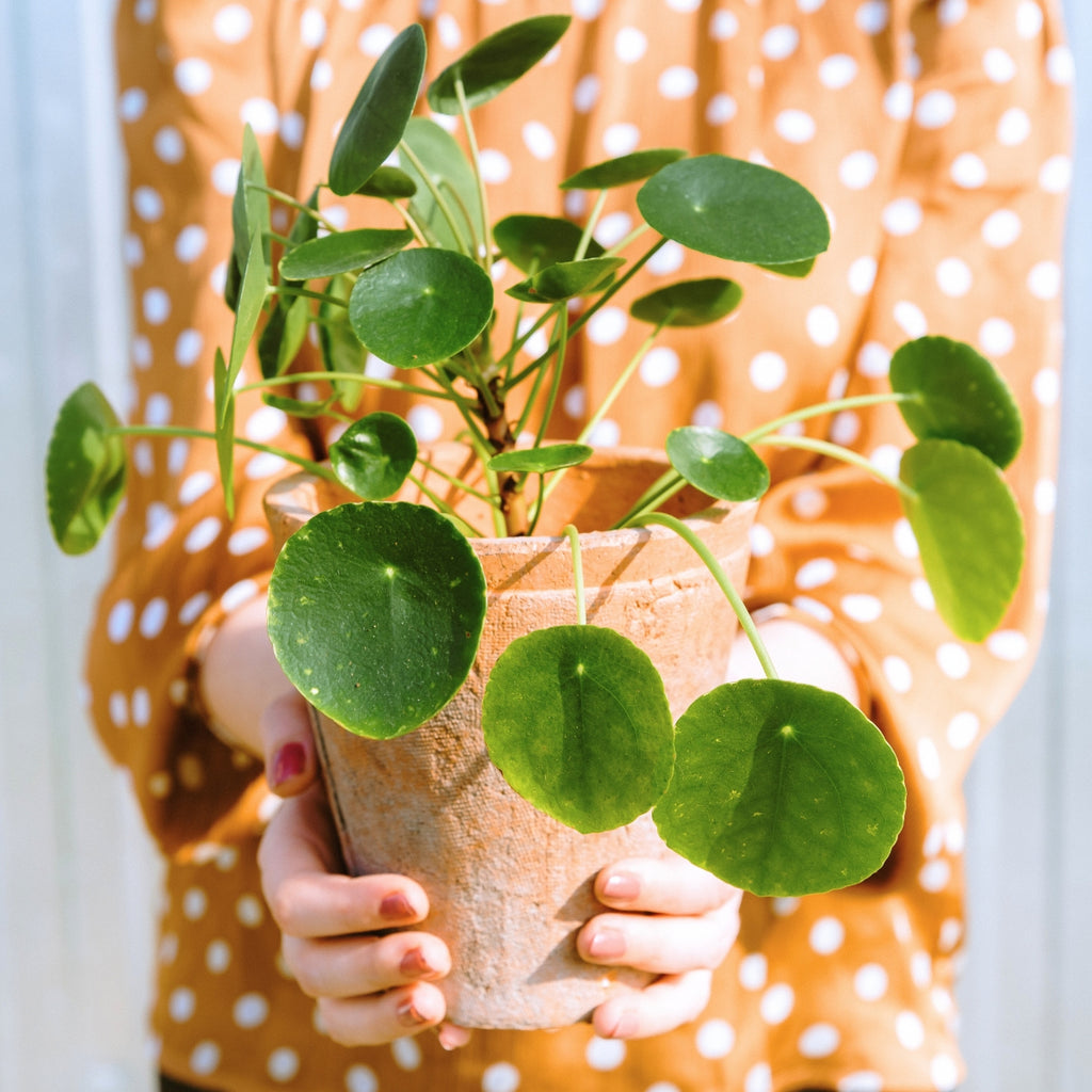 En savoir + sur le Pilea  peperomioides