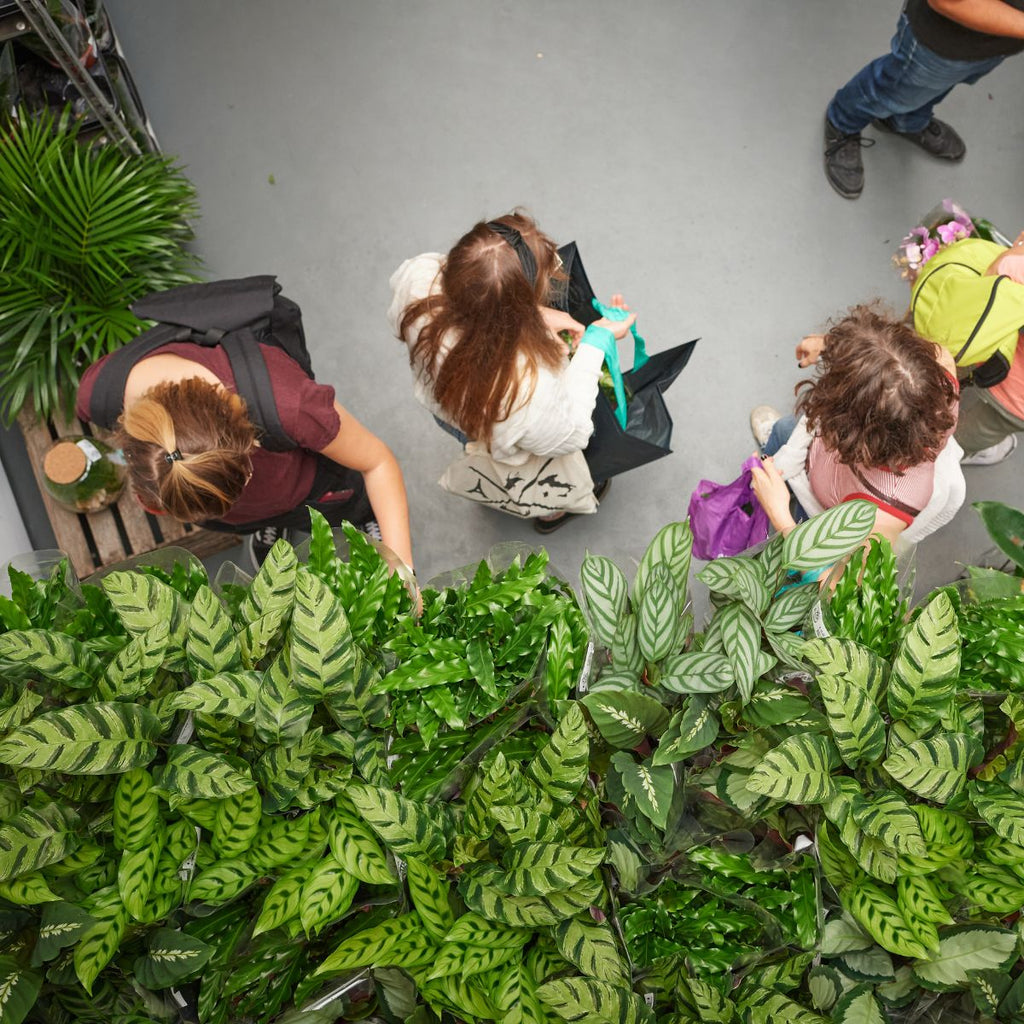 Les Grandes Ventes de Plantes reviennent !