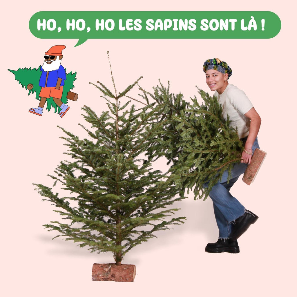 Les sapins sont là ! Mais pas seulement 🌲