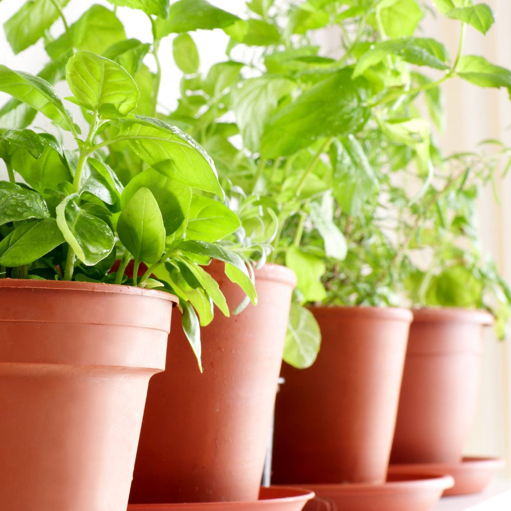 Le grand retour des plantes aromatiques !