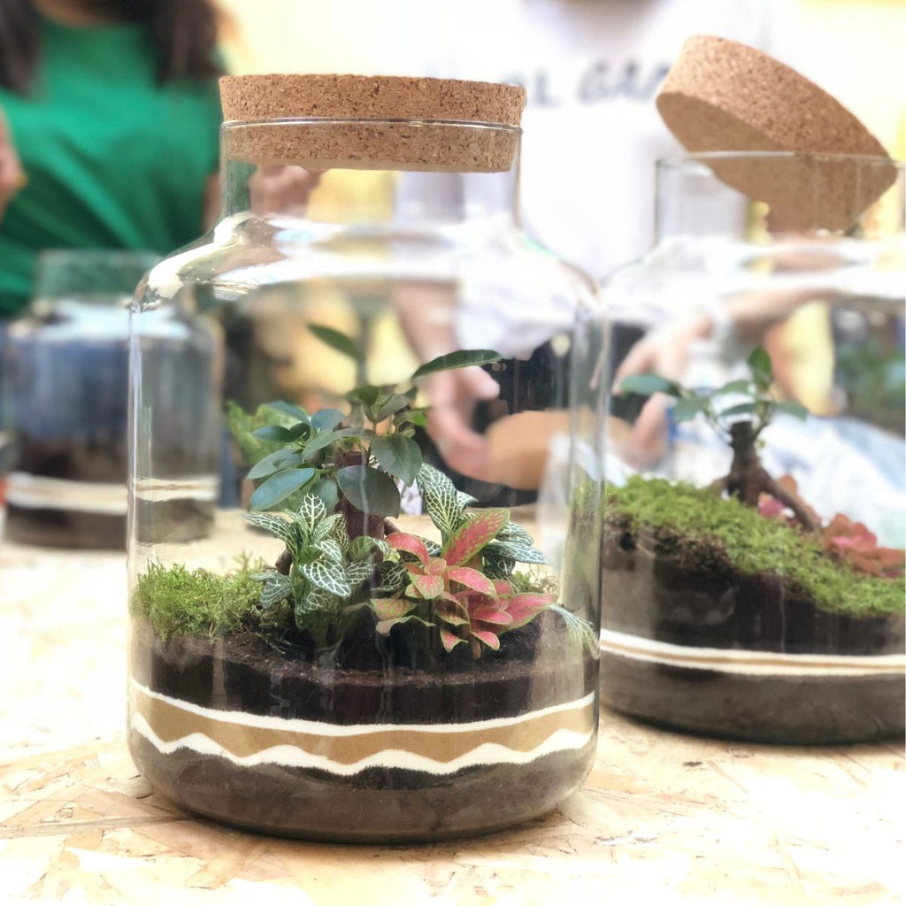 Tout savoir sur les terrariums !