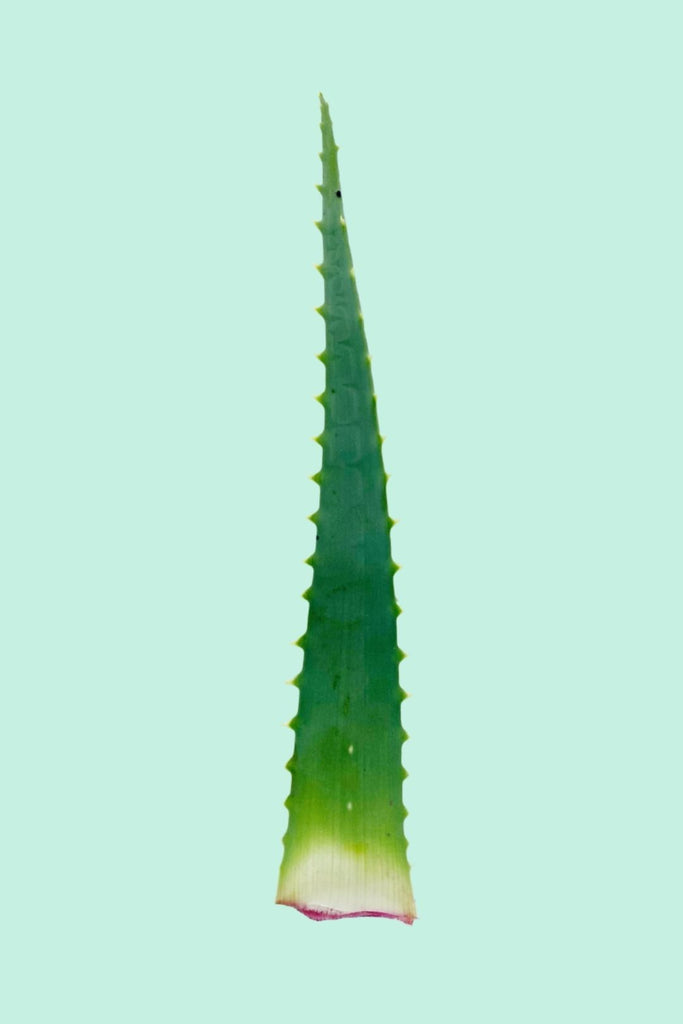 Aloe arborescens (Aloe candélabre)
