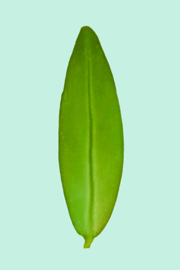 Aeschynanthus japhrolepis