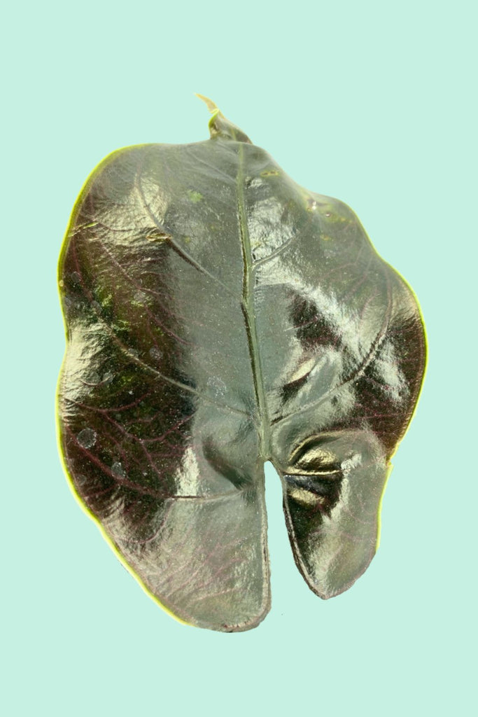 Alocasia azlanii (Oreille d'éléphant)