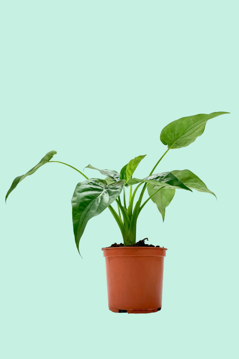 Nos conseils clés pour entretenir ta plante : Calathea lancifolia – Plantes  Pour Tous