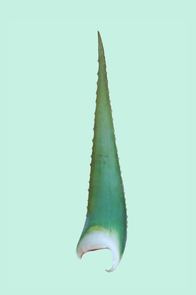 Aloe vera : conseils sur l'entretien, l'arrosage, l'engrais et le