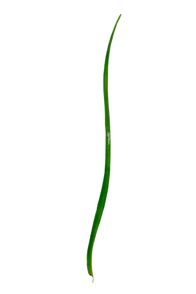 Beaucarnea recurvata (Pied d'éléphant)