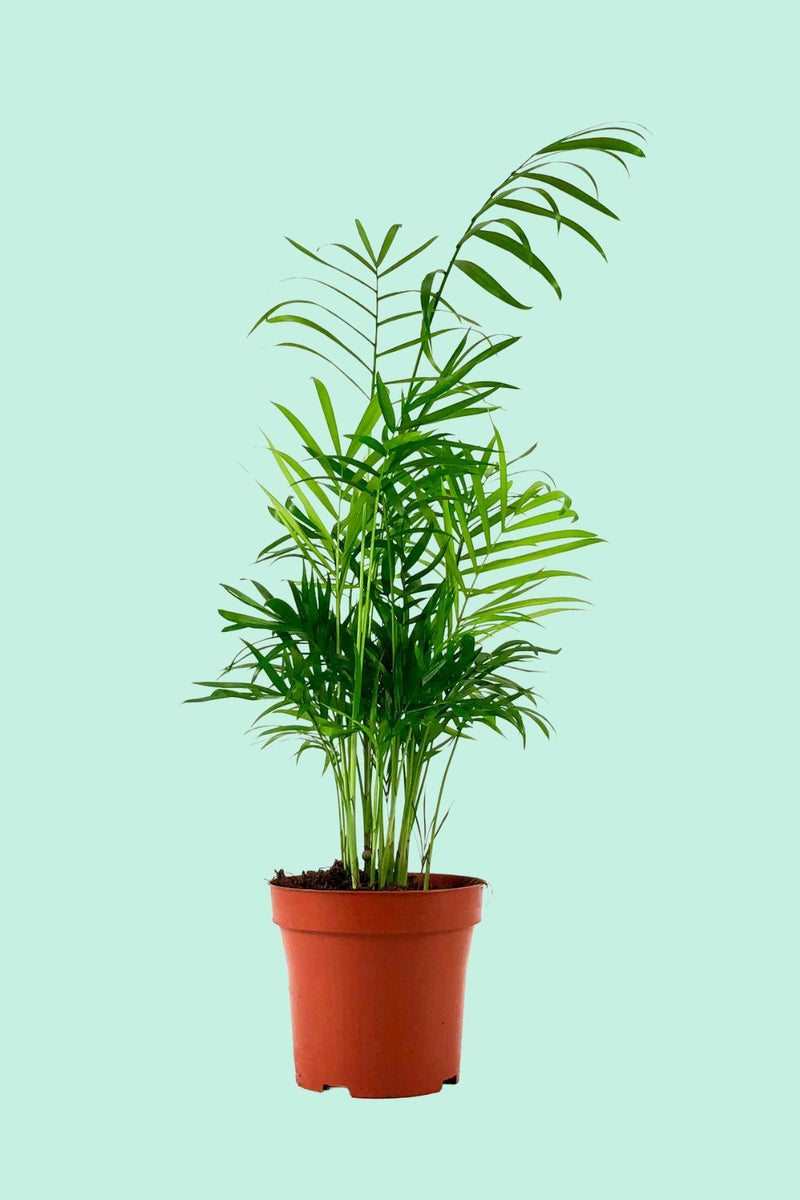 Chamaedorea Elegans Plante dépolluante d'intérieur non toxique – La Green  Touch