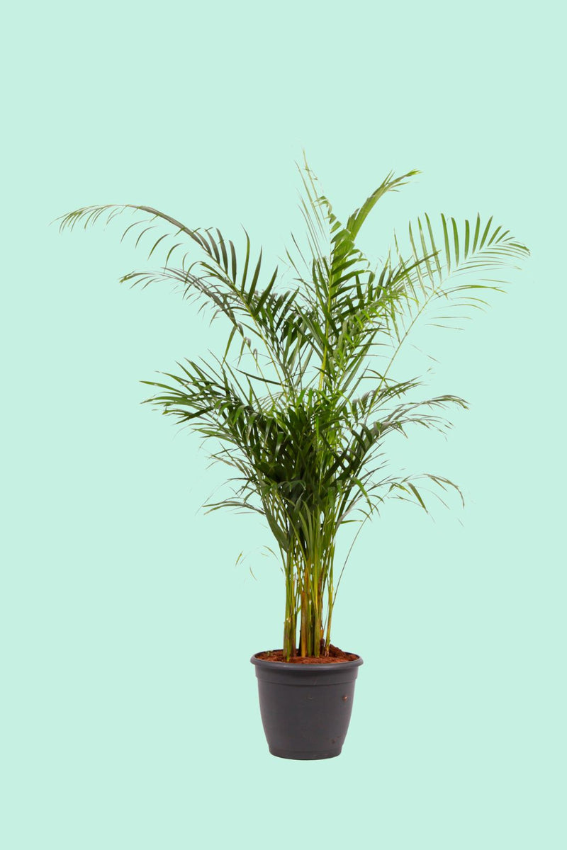 areca palm entretien Dypsis lutescens (Areca)