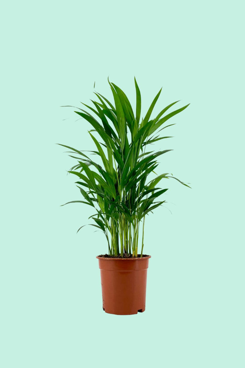 Nos conseils clés pour entretenir ta plante : Dypsis lutescens – Plantes  Pour Tous