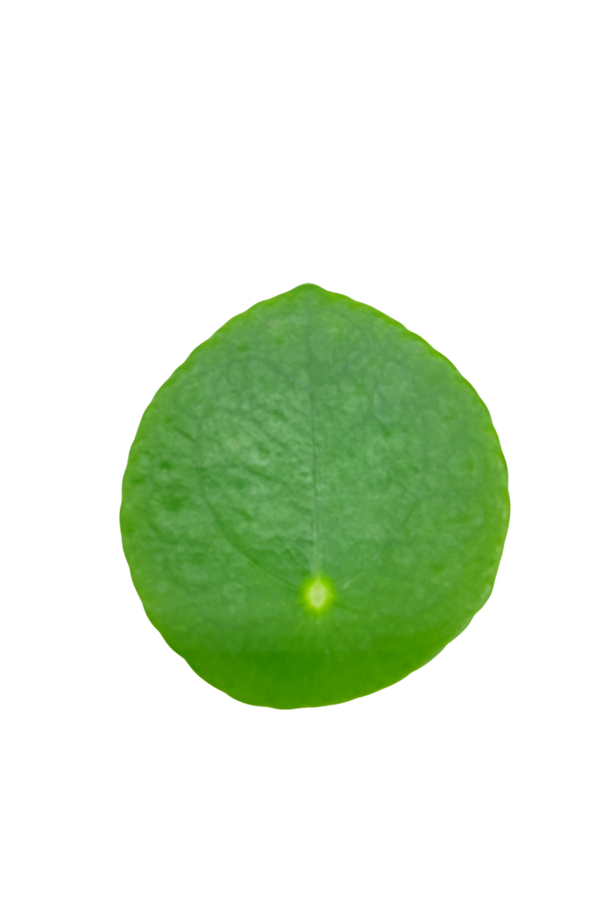 Pilea peperomioides (Plante à monnaie Chinoise)