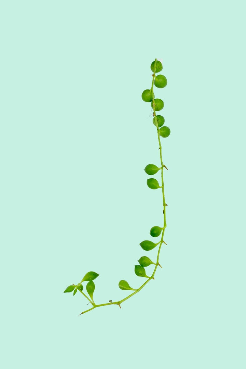 Plante Collier De Perles Senecio Rowleyanus - Lot De 2 Pots Suspendus 12cm