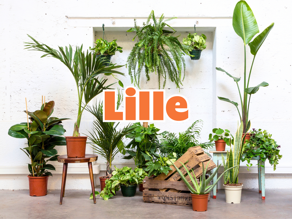 GRANDE VENTE DE PLANTES LILLE