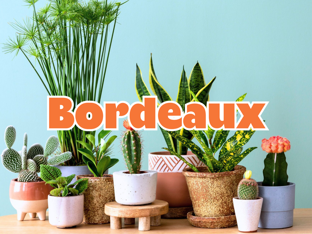 GRANDE VENTE DE PLANTES BORDEAUX
