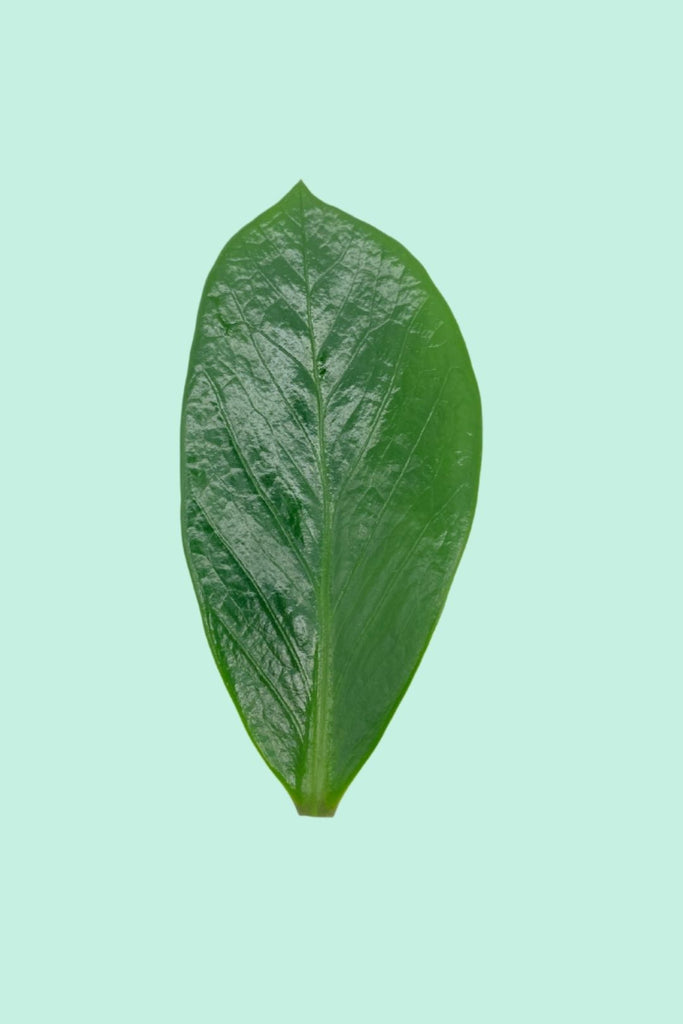 Zamioculcas zamiifolia (Plante ZZ)