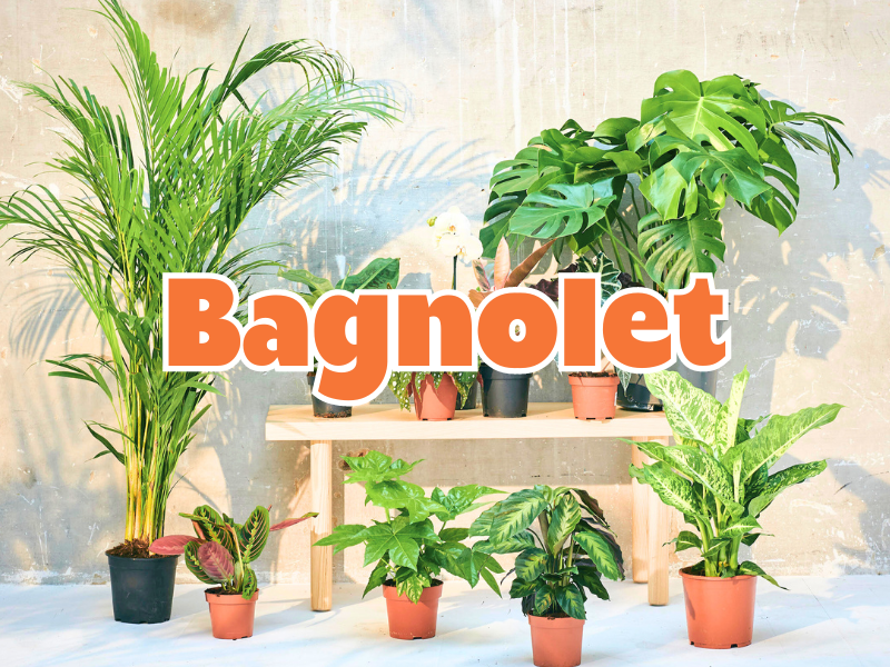 GRANDE VENTE DE PLANTES BAGNOLET