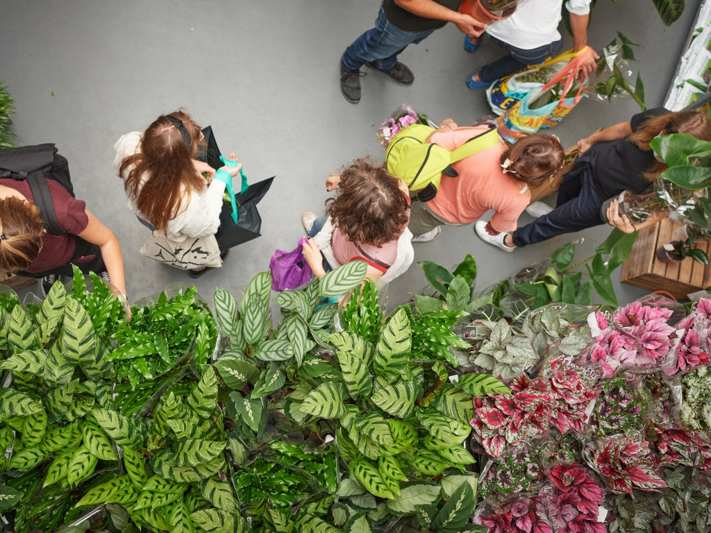 GRANDE VENTE DE PLANTES PARIS 11