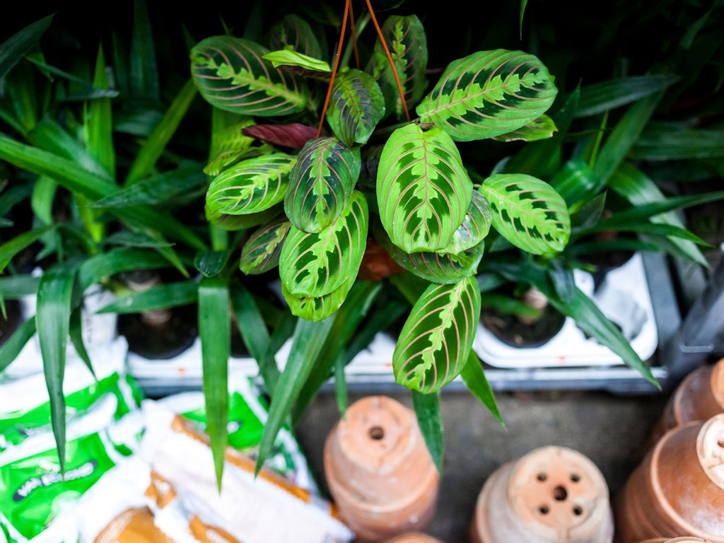 GRANDE VENTE DE PLANTES STRASBOURG