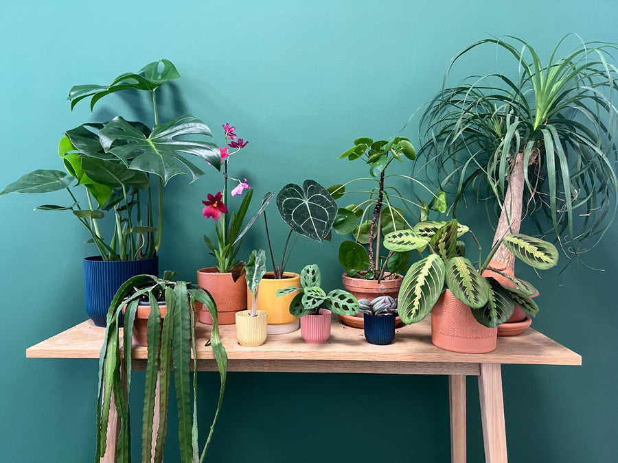 Gran Venta de Plantas BARCELONA