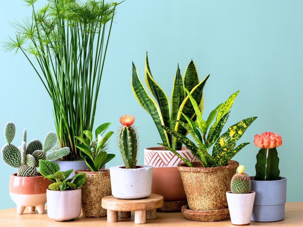 GRANDE VENTE DE PLANTES PARIS 18