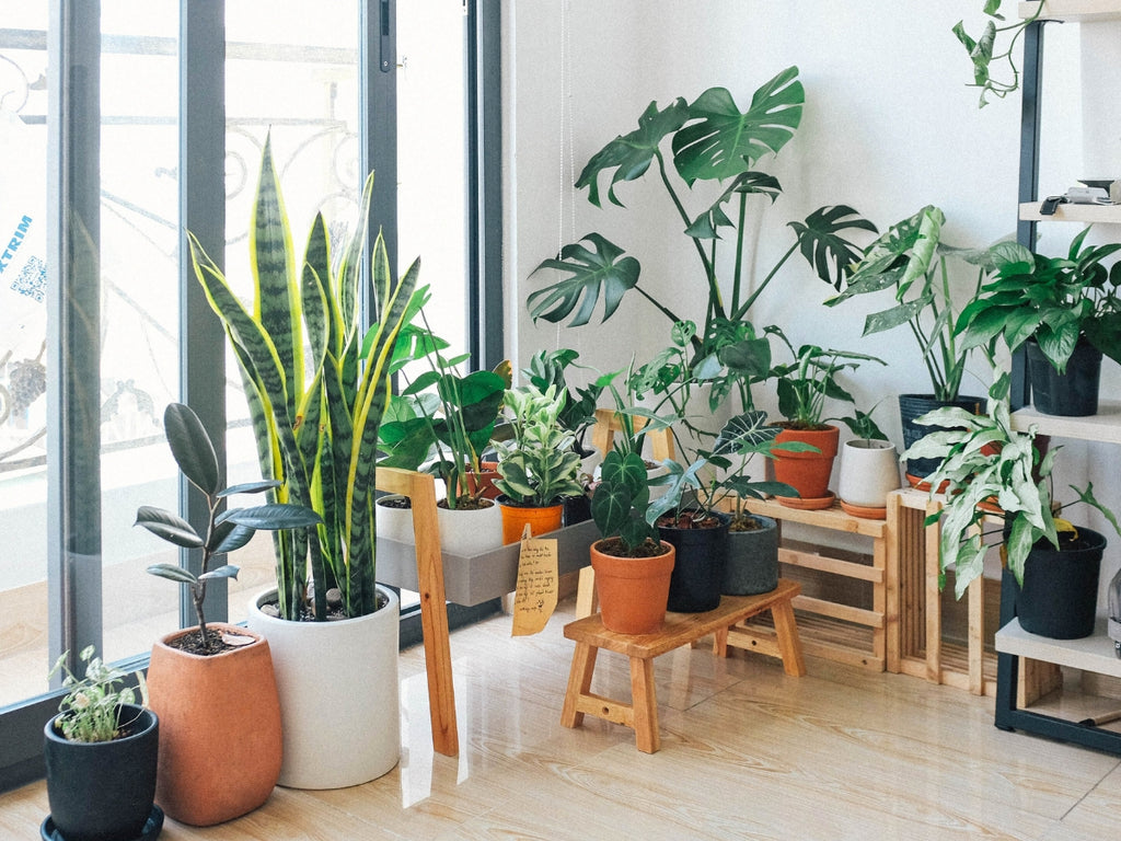 GRANDE VENTE DE PLANTES PARIS 15