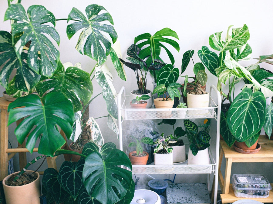 Grande Vente de Plantes BOULOGNE-BILLANCOURT