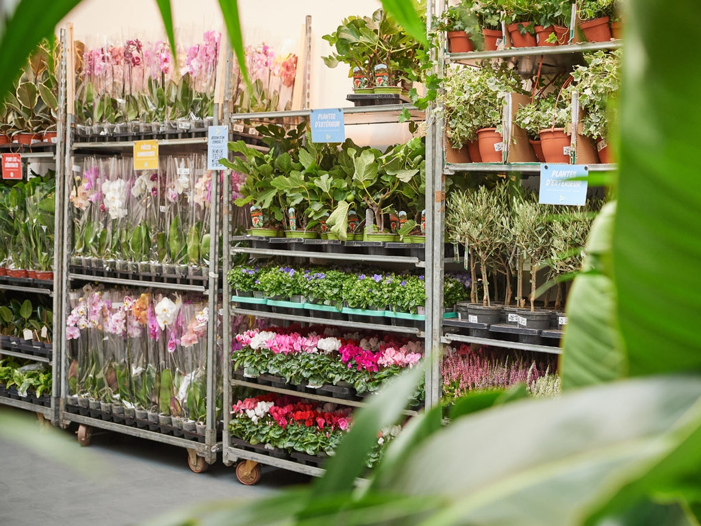 GRANDE VENTE DE PLANTES PARIS 15