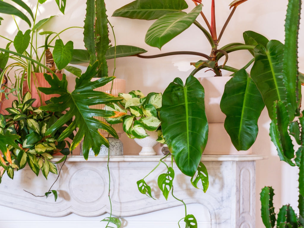 GRANDE VENTE DE PLANTES PARIS 10