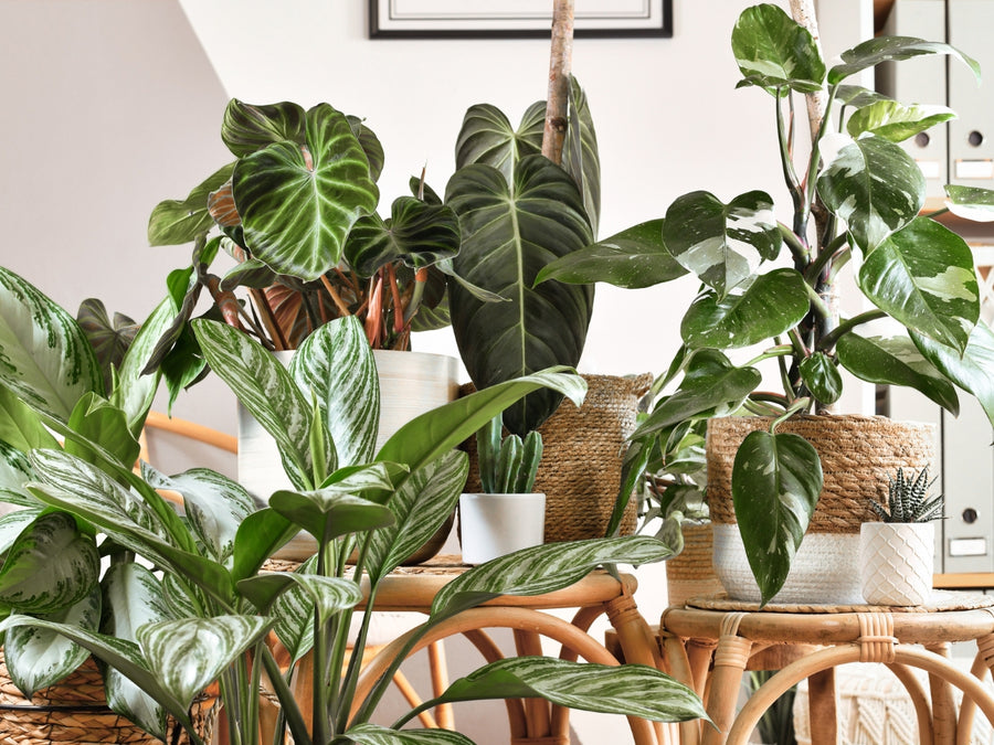Grande Vente de Plantes BOULOGNE-BILLANCOURT