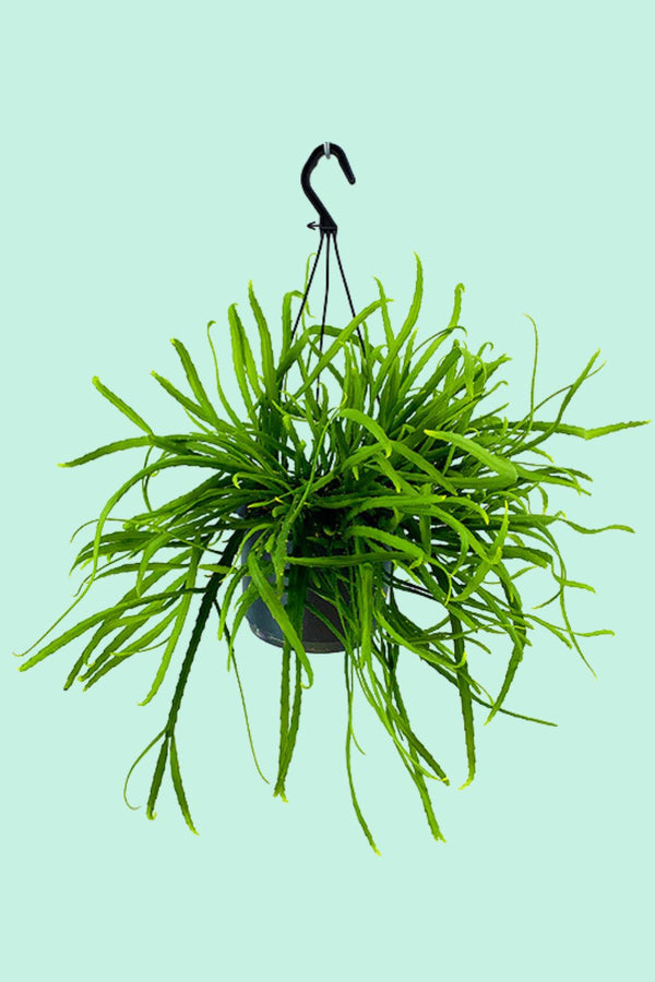 Rhipsalis boliviana (Lepismium bolivianum, Cactus Jonc)
