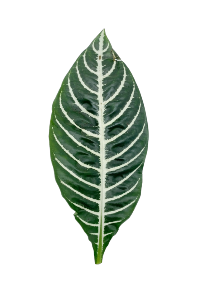 Aphelandra squarrosa (Plante-zèbre)
