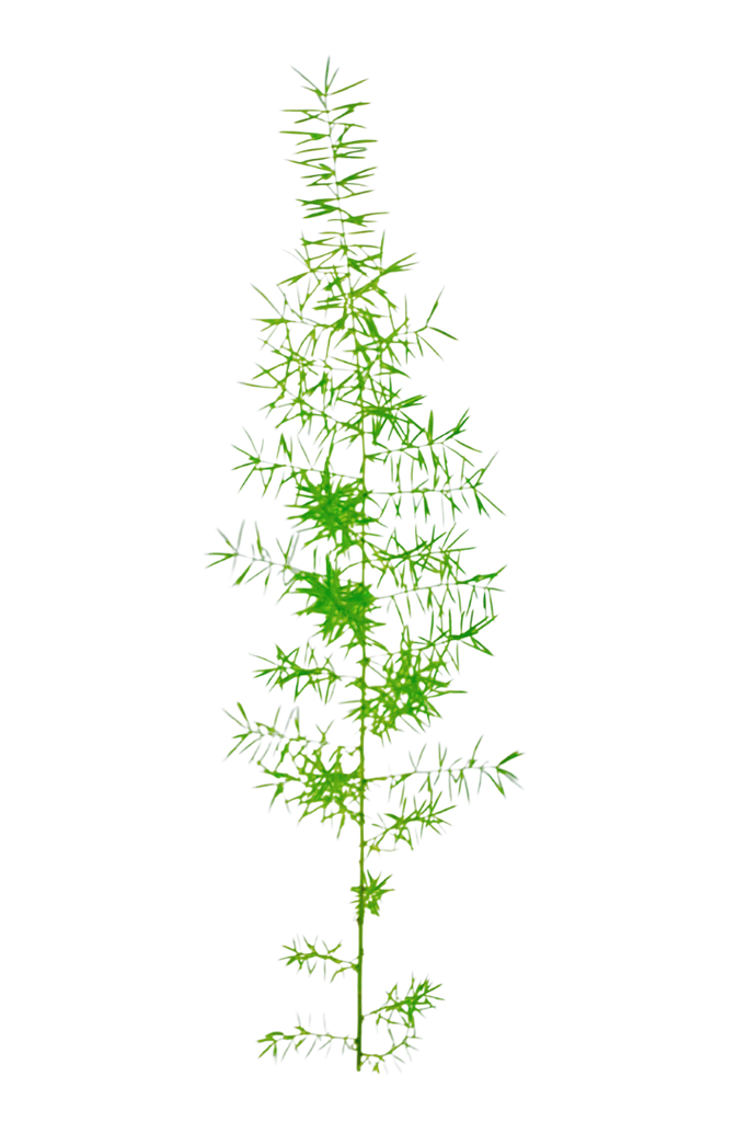 Asparagus densiflorus (Asperge des Fleuristes)