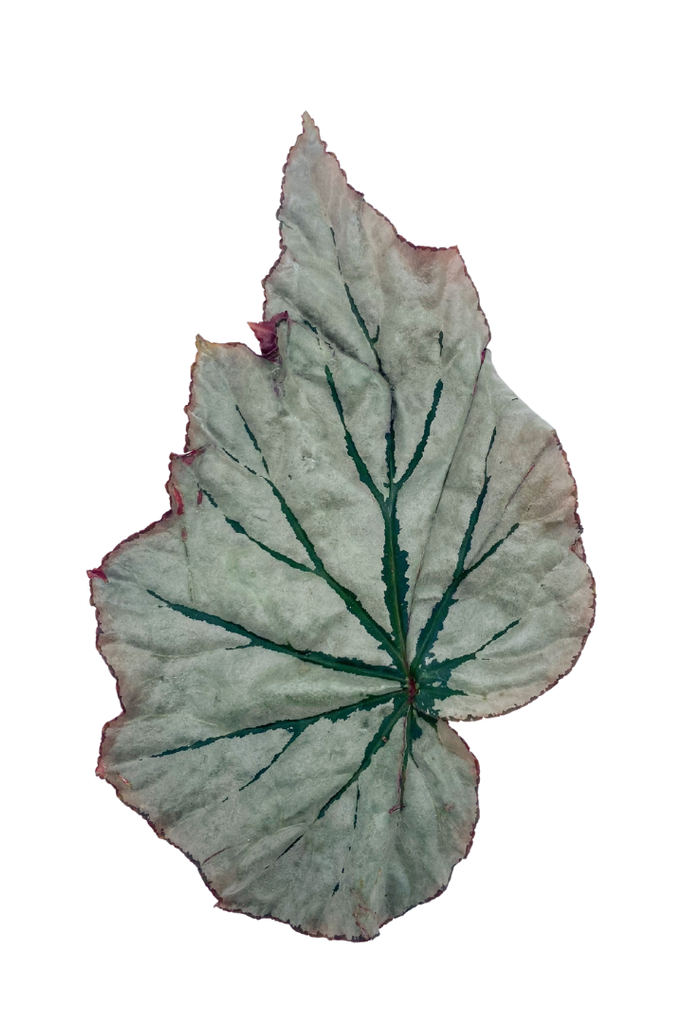 Begonia rex 'Looking Glass'