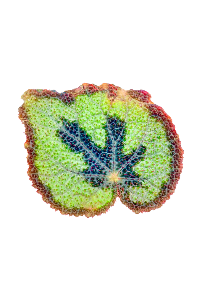 Begonia masoniana (Bégonia croix de fer)