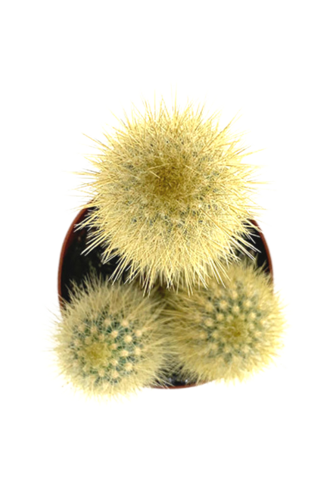 Vatricania guentheri - Cactus Cierge