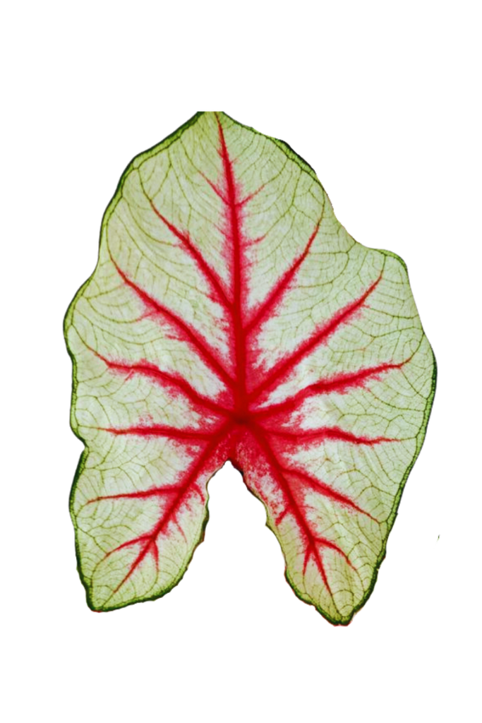 Caladium bicolor (Oreille d'éléphant)