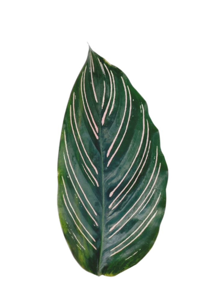 Calathea ornata (Plante Paon)