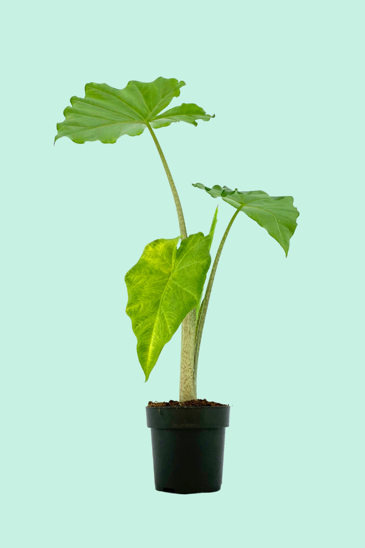 Nos conseils pour entretenir ta plante : Spathiphyllum Alana – Plantes Pour  Tous