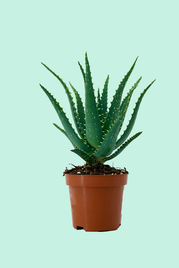 Aloe arborescens (Aloe candélabre)