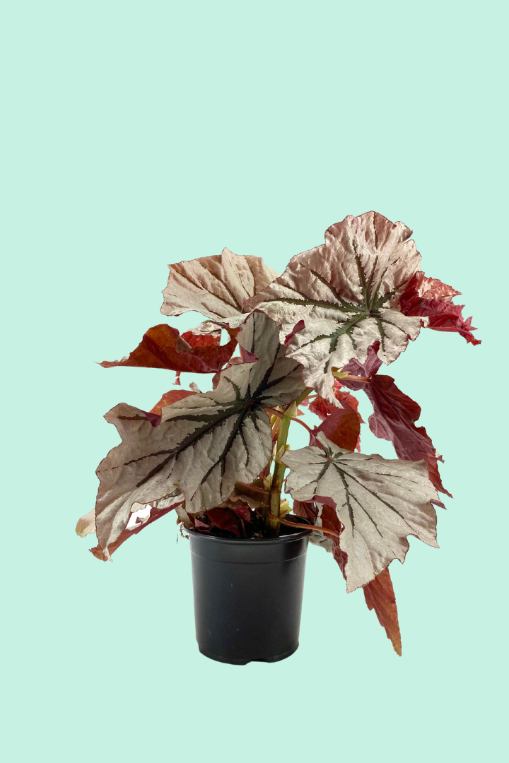 Nos conseils clés pour entretenir ta plante : Begonia 'looking