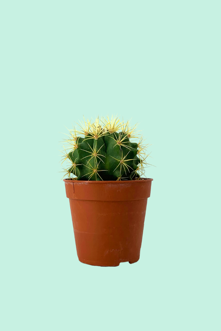 Cactus, univers cactées, prendre soin de vos cactus