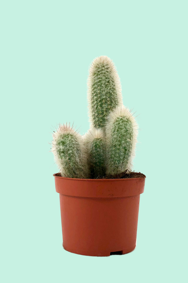 Cactus vatricania guentheri