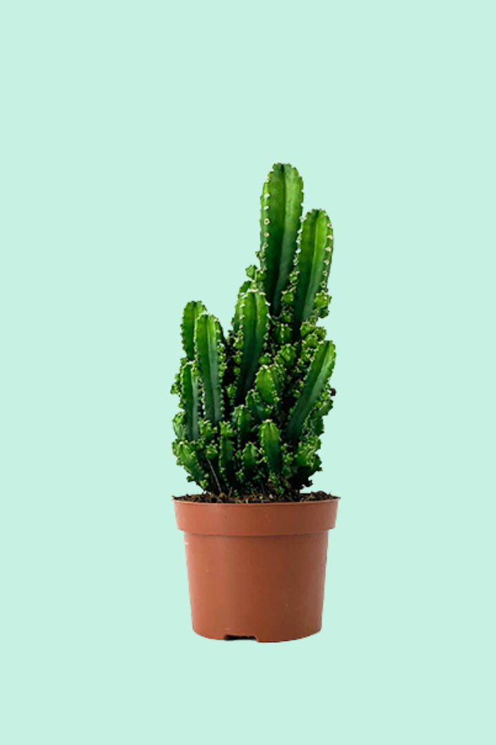 Pourquoi les cactus ont-ils besoin de froid pour fleurir ?