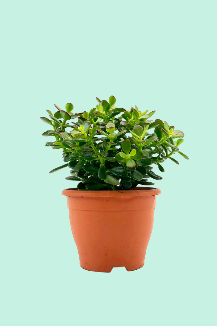 plante de jade Crassula ovata (Arbre de Jade)