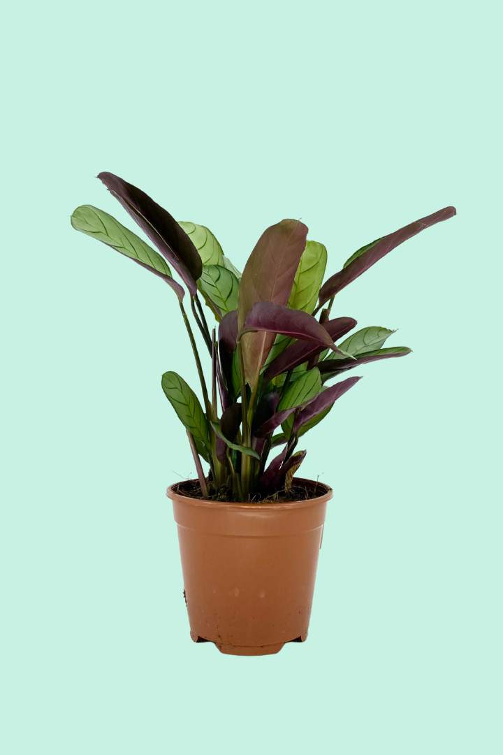 Nos conseils pour entretenir ta plante : Spathiphyllum Alana – Plantes Pour  Tous