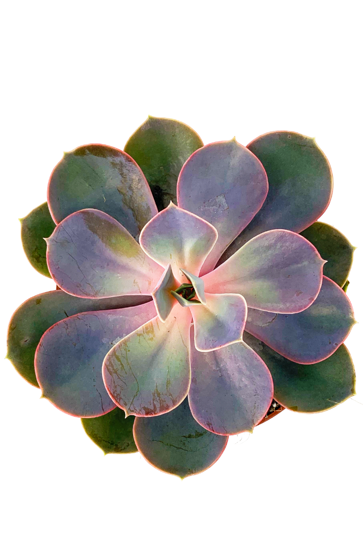 Echeveria Purple Pearl Conseils And Astuces Plantes Pour Tous 8047